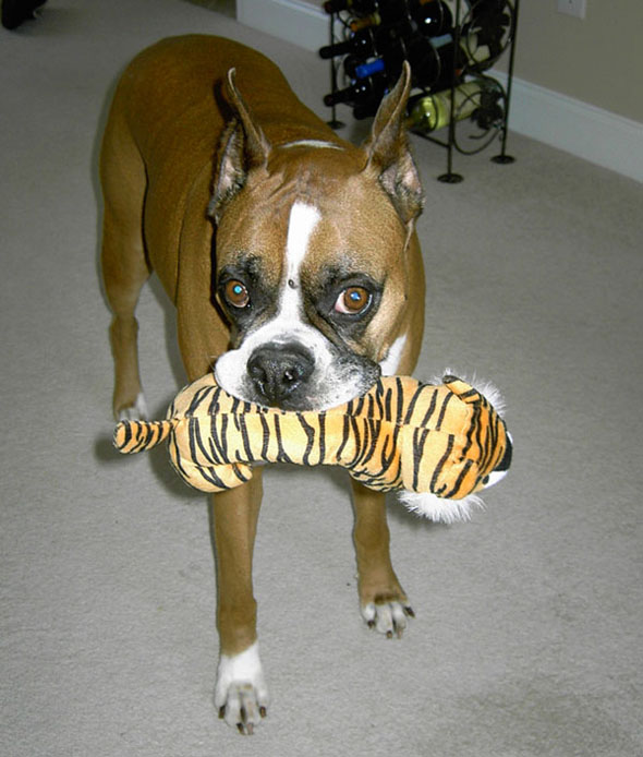 gus and his tiger
