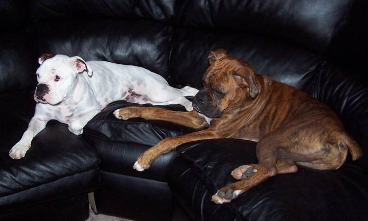 Gus and Maggie are a little sleepy after a day of adventures!