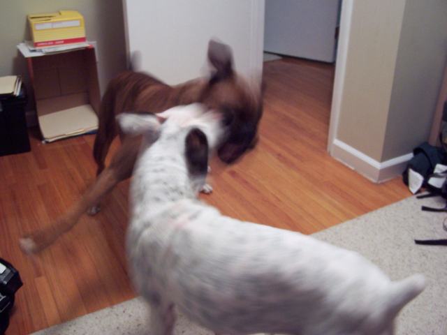 Gus and Maggie Boxing in the Study