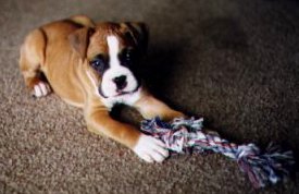 gus as pup