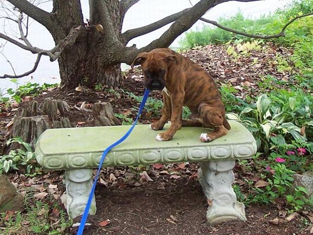 Gus in Ashville on vaction with us at 3 months