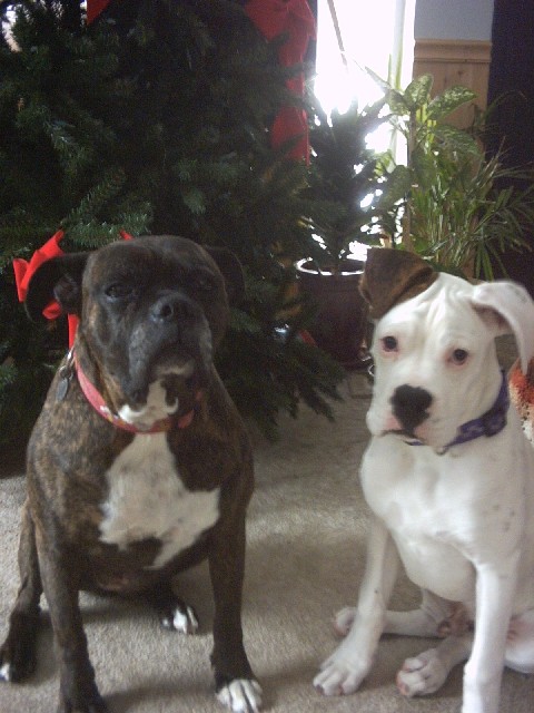 Gus & Koko