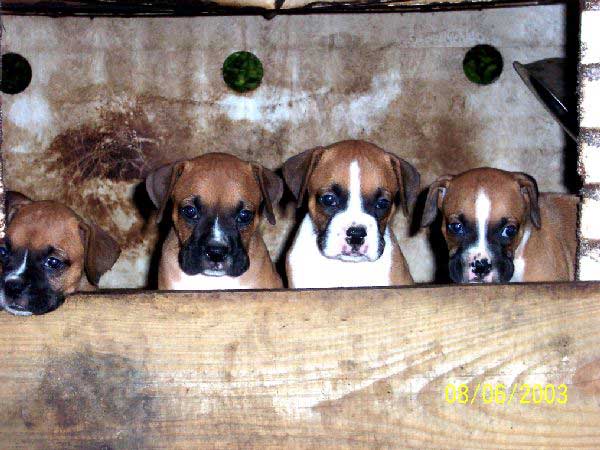 Gus' Littermates