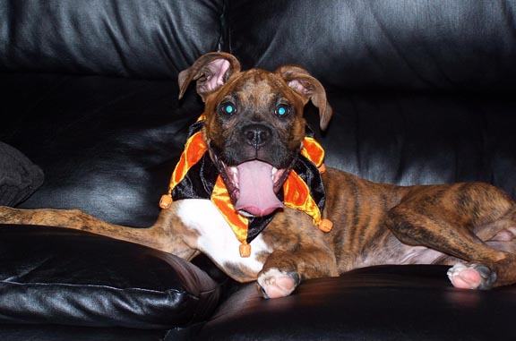 Gus the Jester (4 months old)