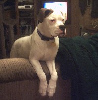 Gus