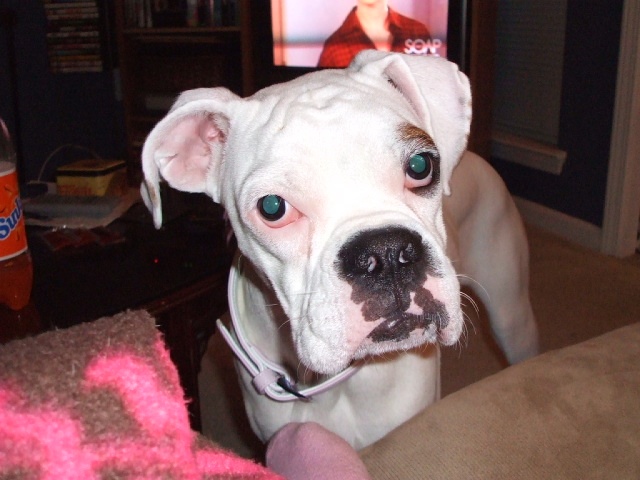 guys, i mean business...where's my bone?!