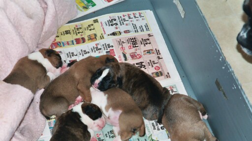 Gypsy at 1 week