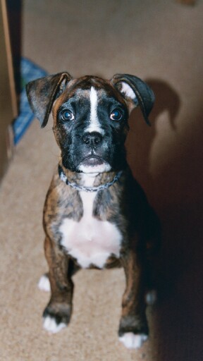 Gypsy at 10 wks