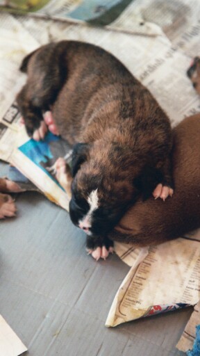 Gypsy at 2 1/2 wks