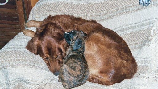 Gypsy & Bear Naptime