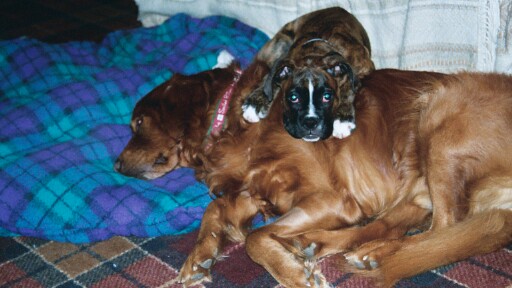 Gypsy & Bear