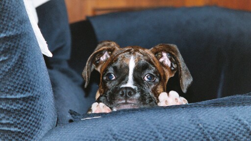 Gypsy hanging out 11-22-03