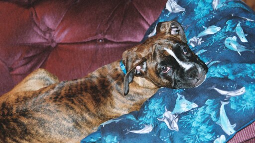 Gypsy Lounging 11-22-03