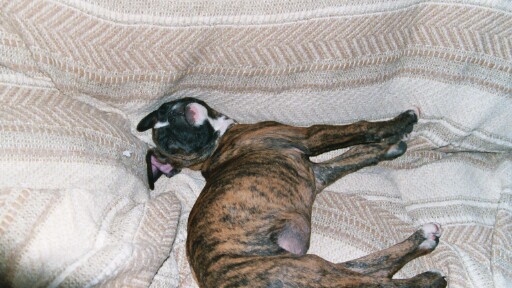 Gypsy Naptime (comfy?) 10-24-03