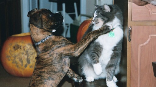 Gypsy Playtime with Tigger