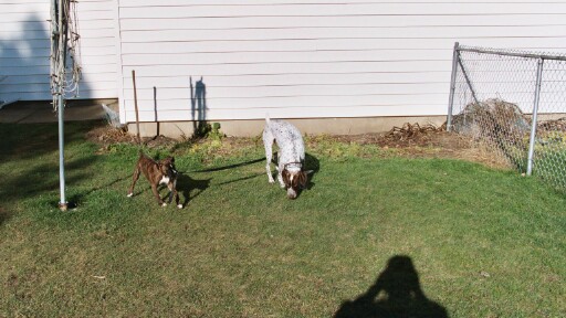 Gypsy walking Jack