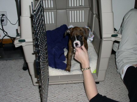 Gypsy's Crate