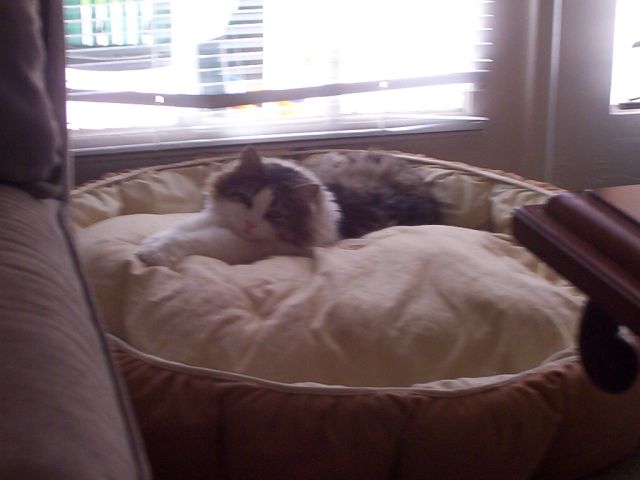 Ha ha...I stole my sister's bed!