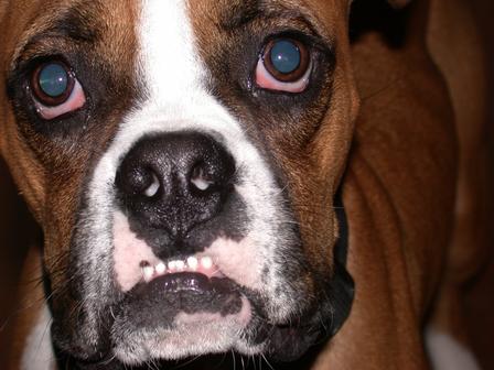 Hadley's Bulldog Impression