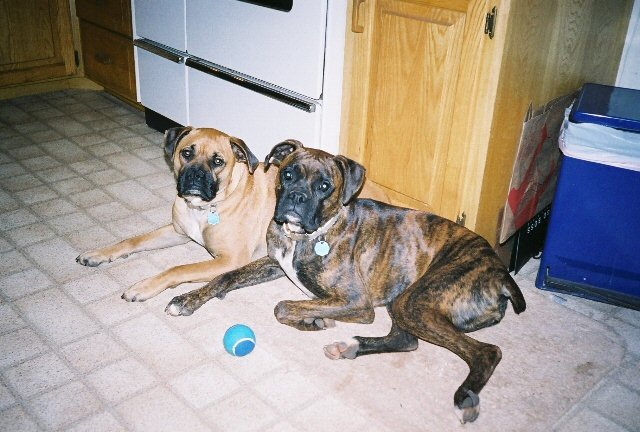 Hagrid and Tonks