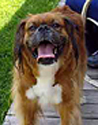 Hairy Boxer