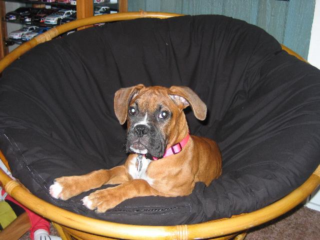 Haley 3 1/2 months