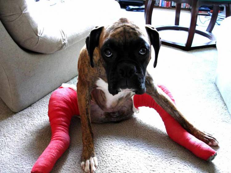 Haley Post Op 2