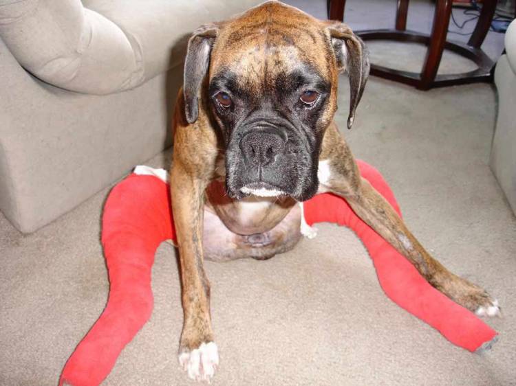 Haley Post Op