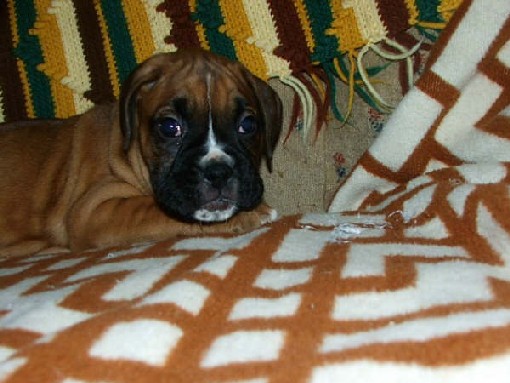 Haley relaxing!