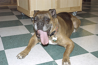 Half Tongue - Half Dog