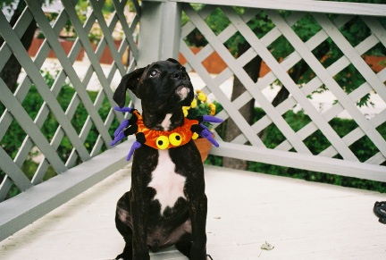 Halloween 2005