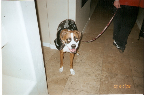 Halloween 2008