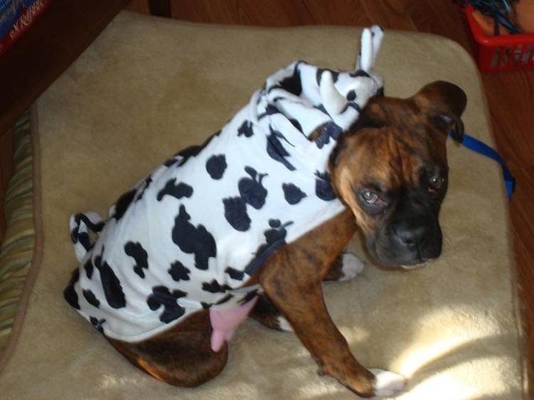 Halloween 2010