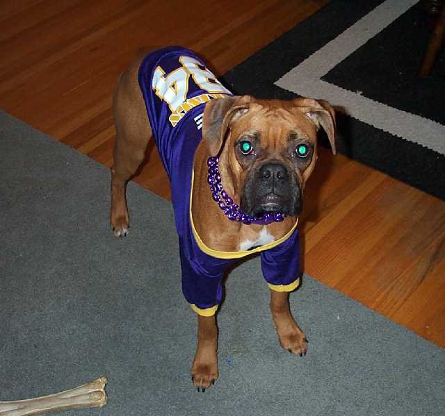 Halloween - MN Vikings Fan