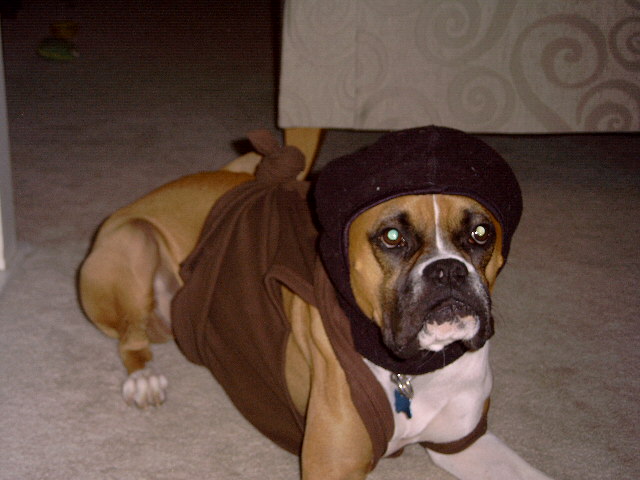 Halloween--Ninja Dog!!