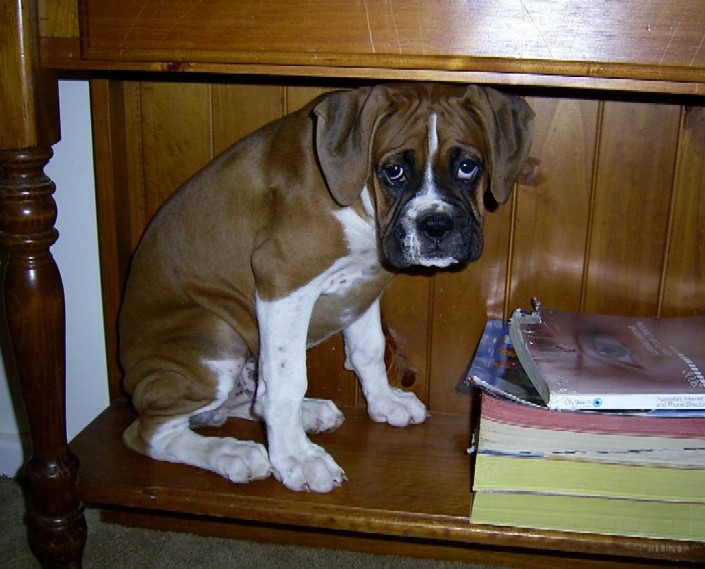 hallstand_hound_1