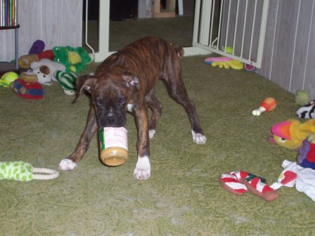 Halo stole the Peanut Butter