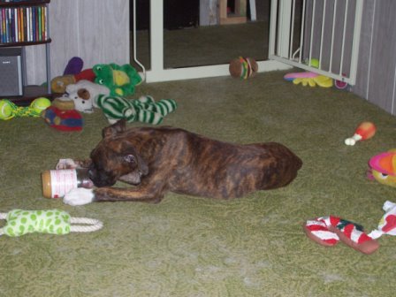 Halo with her toys at 3.5 months