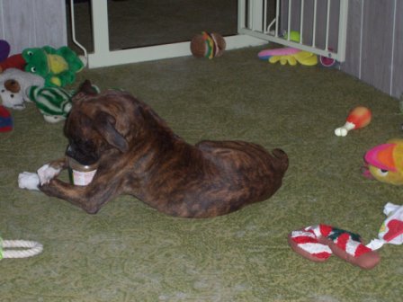 Halo with the jar of peanut butter