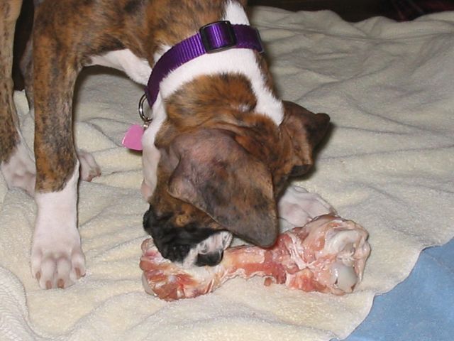 Ham Bone