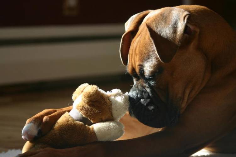 Hamlet and his little pal Brutus