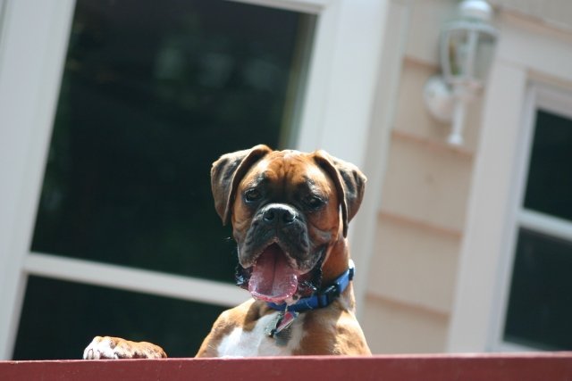 Hamlet "guarding"