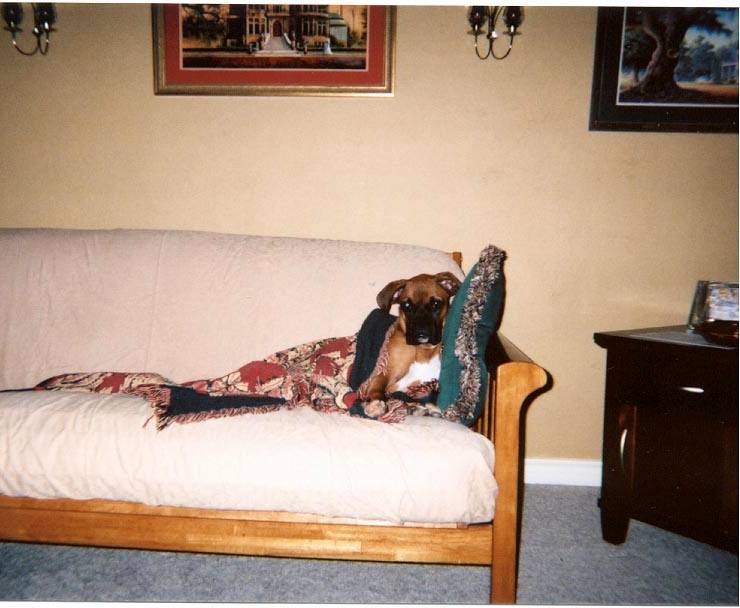 Hammer, warm and cozy on HIS couch!