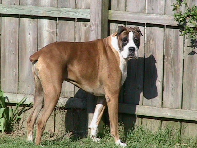 Handsom Buster