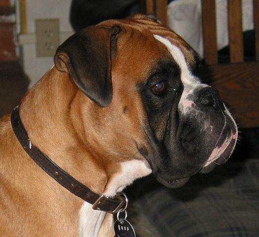 Handsome Bono