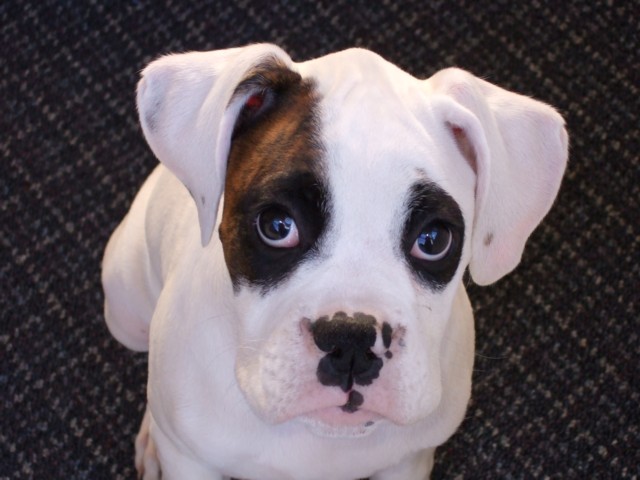 Handsome boy - Torque