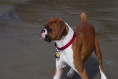 Handsome Boy