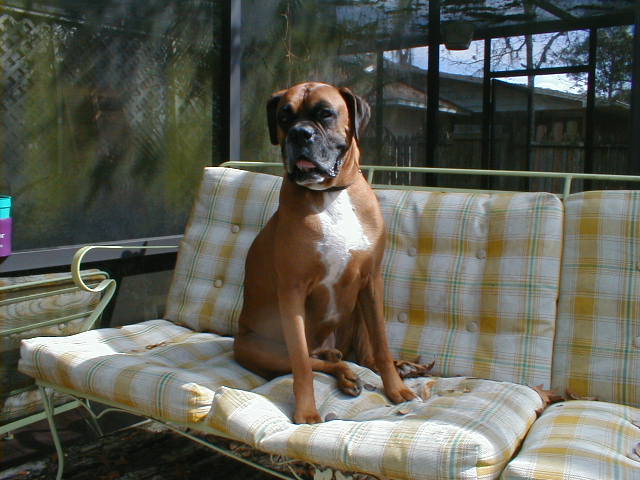 Handsome Boy