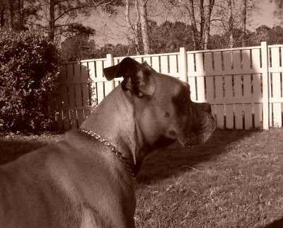Handsome Boy!