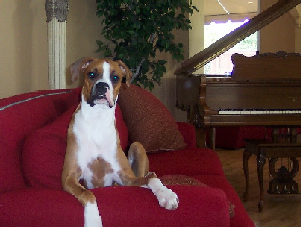 Handsome Boy